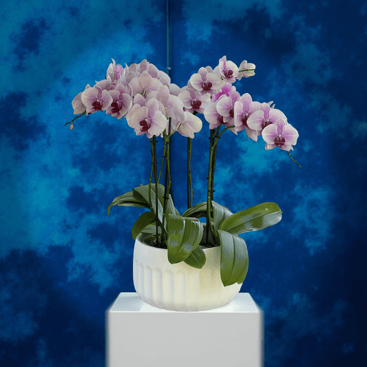 Brentwood CA Florist