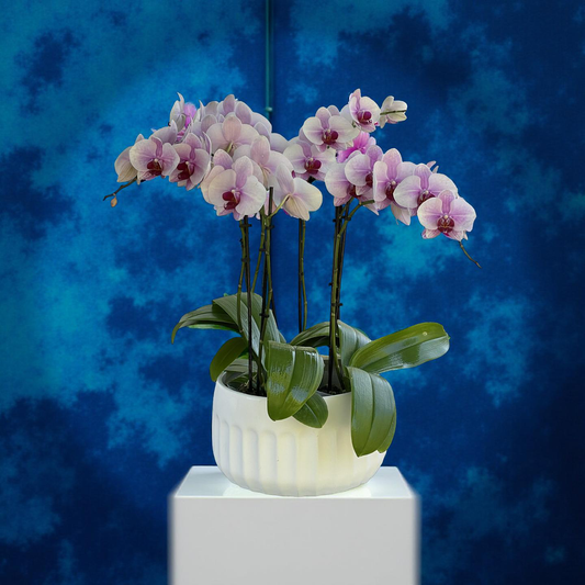 Brentwood CA Florist