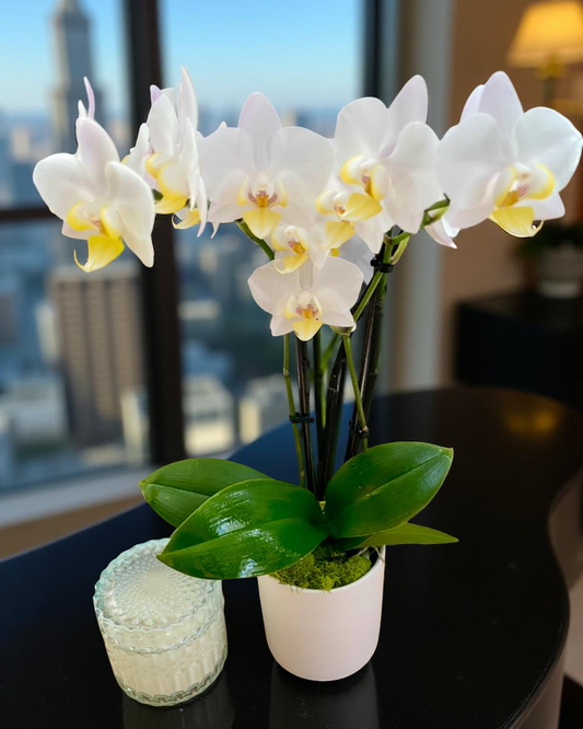 orchid Care Guide Brentwood CA Flrost Joyce Flowers
