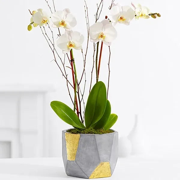 Double Stem Orchid