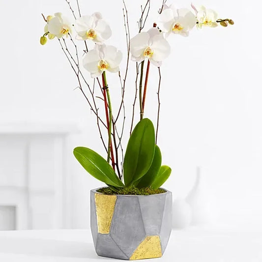 Double Stem Orchid