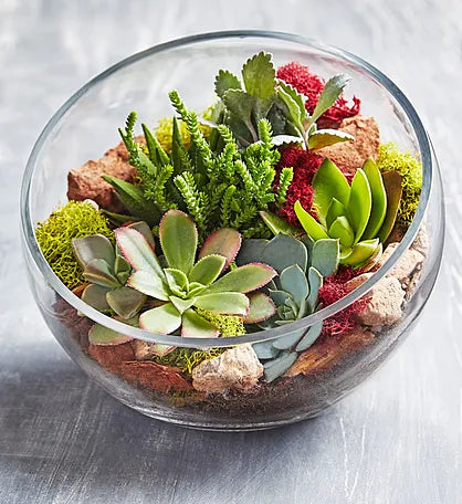Succulent Plant Terrarium in a glass bowl that faces outward has various succulents and moss and decorate items with texture.  Very nice gift for a Mom, Sister, Co-worker or a friend.