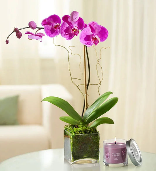 Royal Purple Single Orchid & Candle Gift