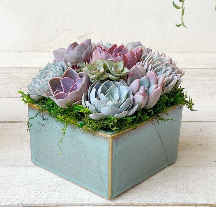 Serene Succulent Symphony
