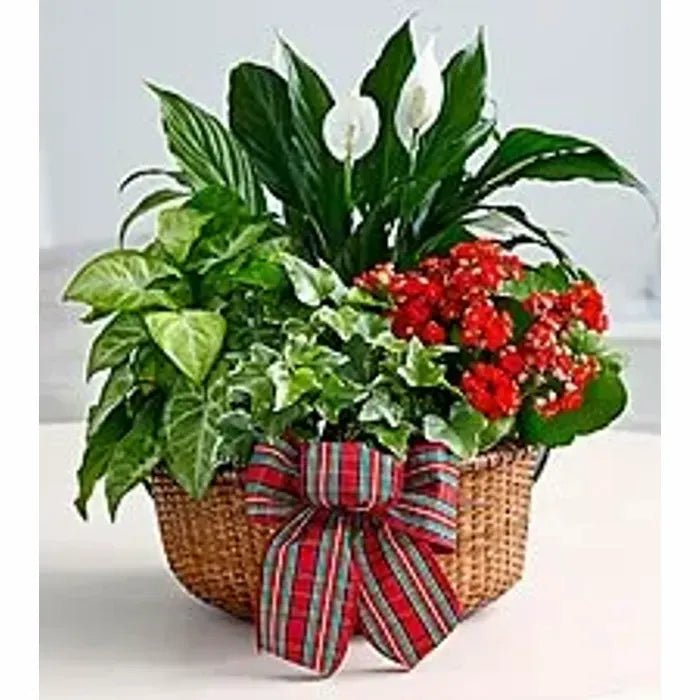 Merry Dish Garden