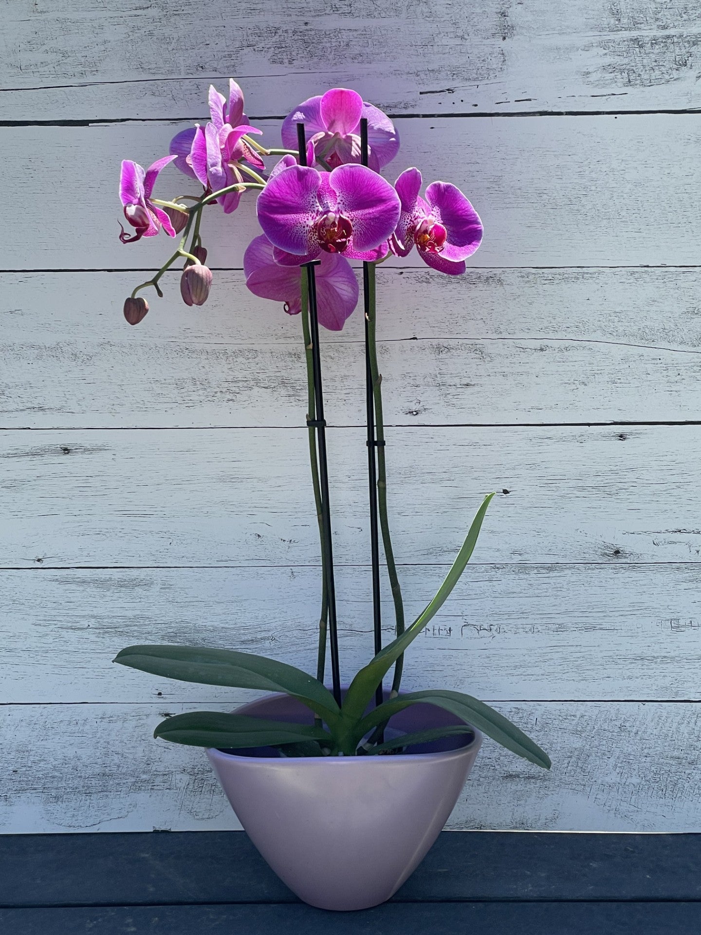 Elevate the Celebration - Birthday Orchid Gift - Summer Flowers