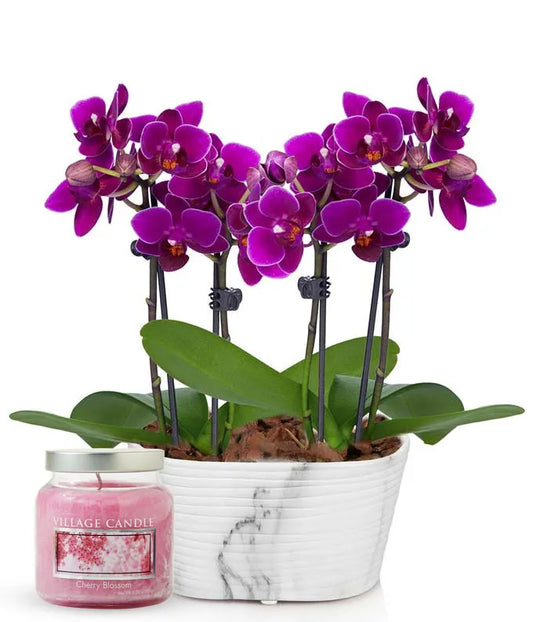Purple Orchid & Candle Gift