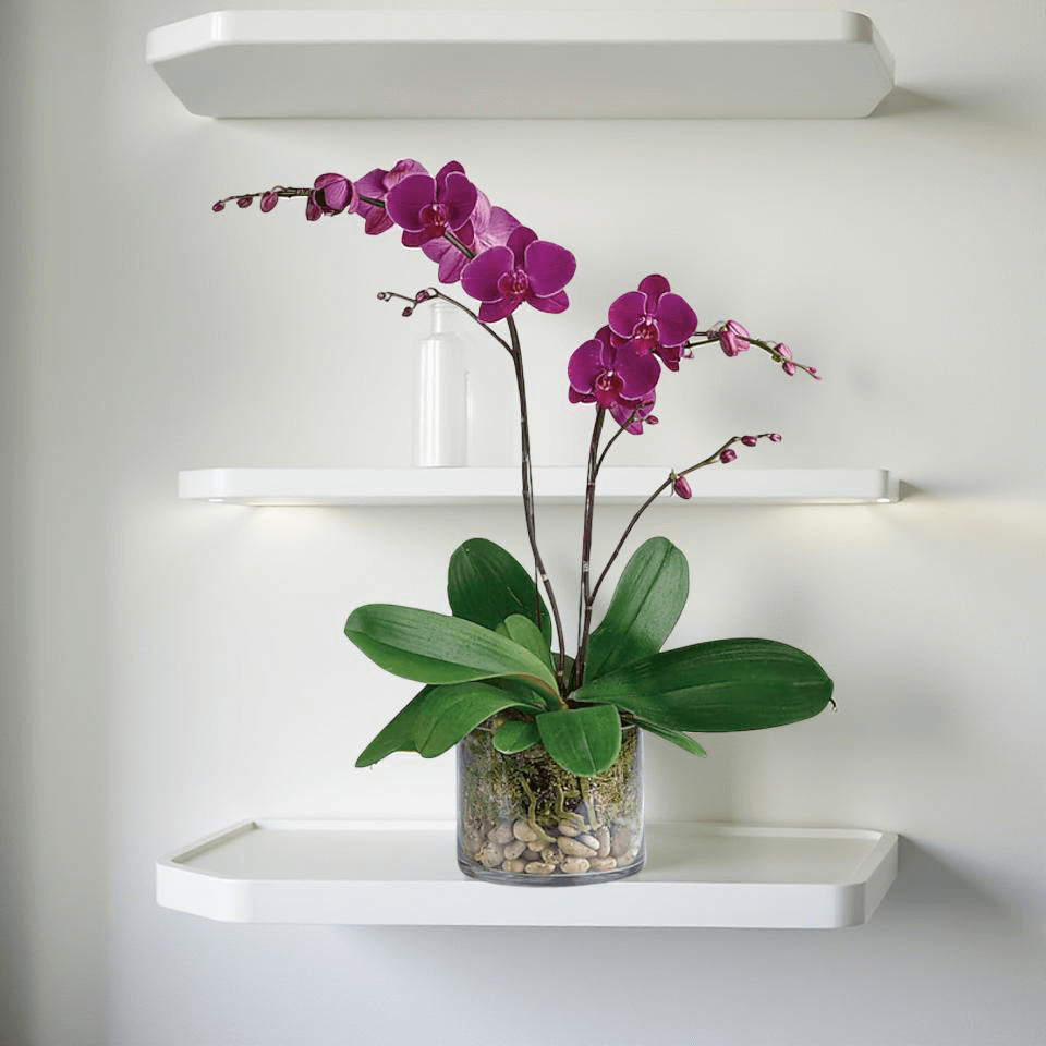 Orchids in brentwood CA 94513