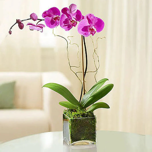 Single Modern Orchid