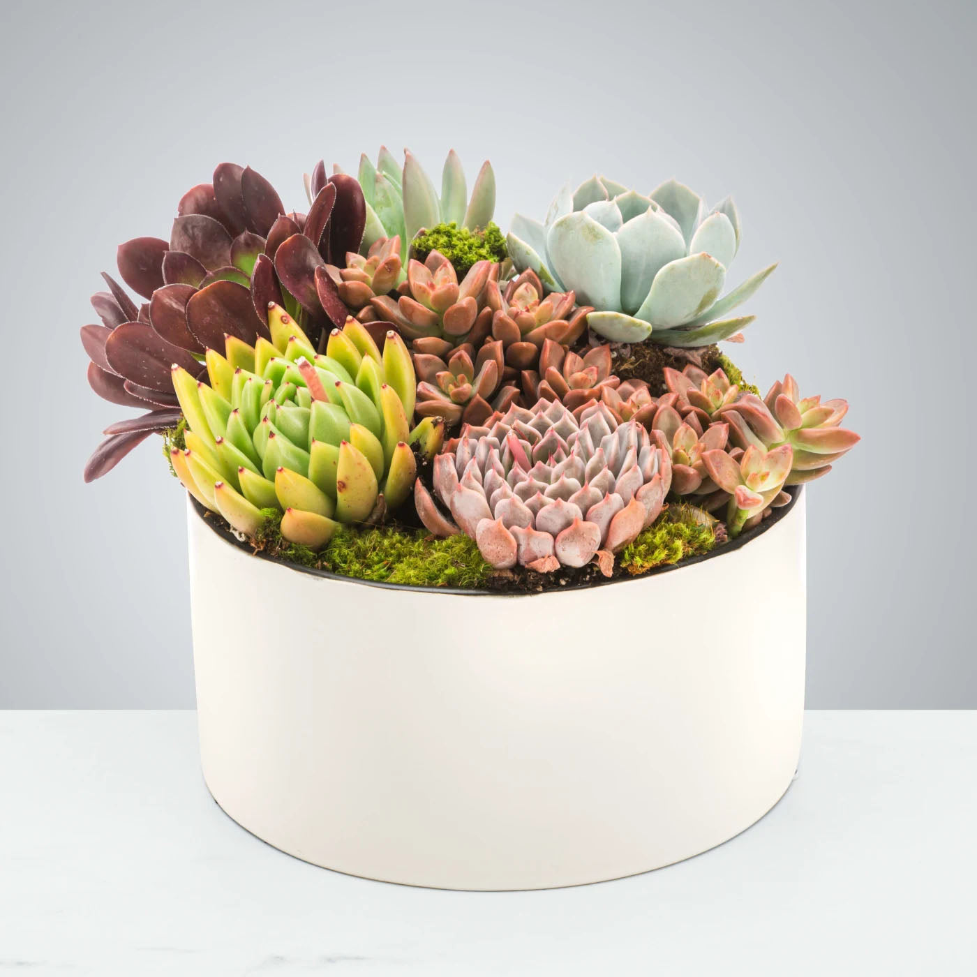 Succulent Bowl of Joy