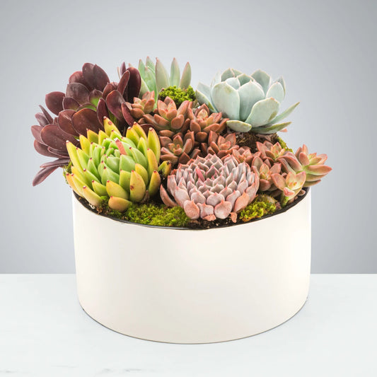 Succulent Bowl of Joy