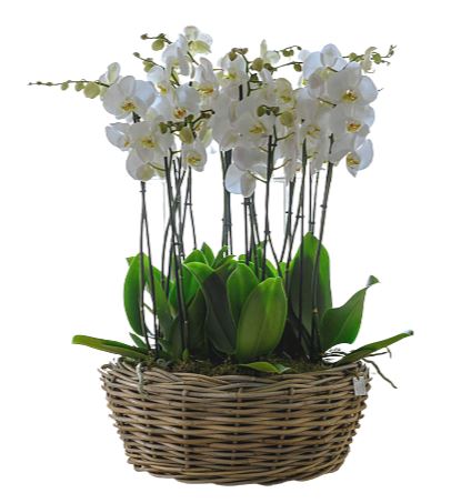 Grand Orchid Basket