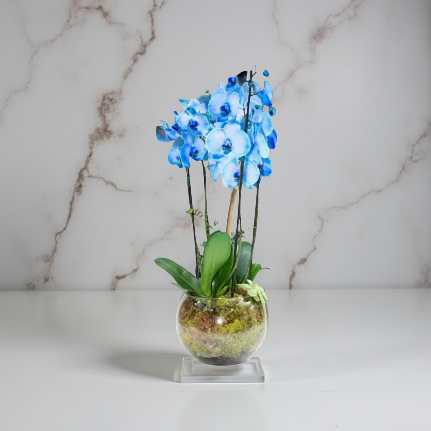 Blue Valor Orchid Plant