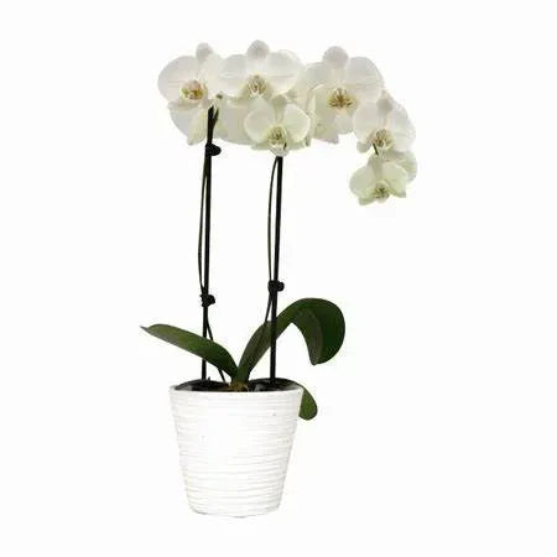 Brentwood, CA Florist Joyceflowers.net