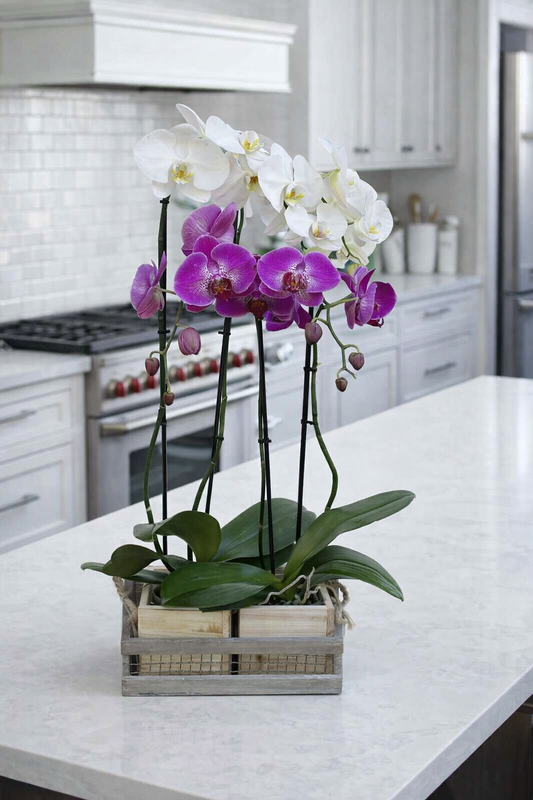 Rustic Orchid Harmony