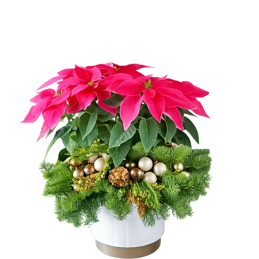 Modern Poinsettia