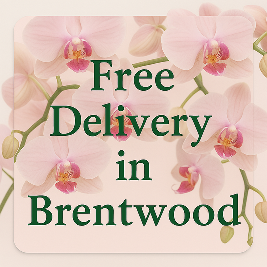FREE DELIVERY - BRENTWOOD- OUR GIFT TO YOU