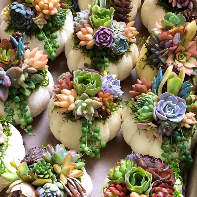 Fall in Love with Succulents