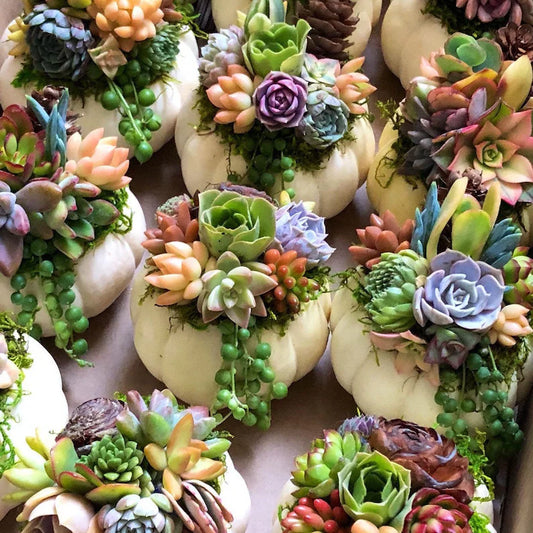 Fall in Love with Succulents