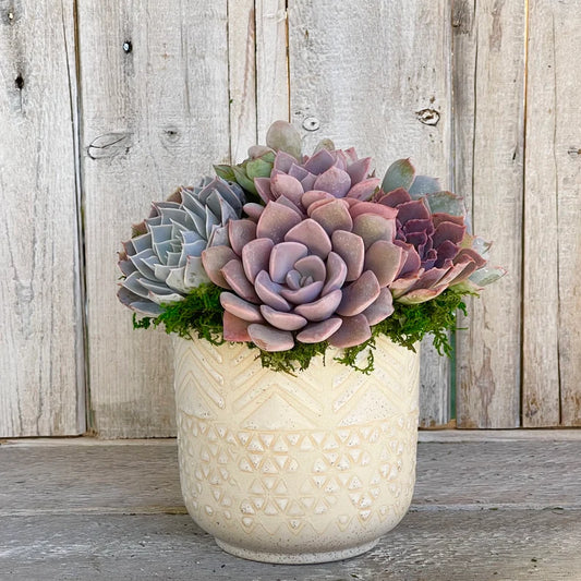 White container with various colorful succulents.  Great gift for Mom or a Friend or co-worker.