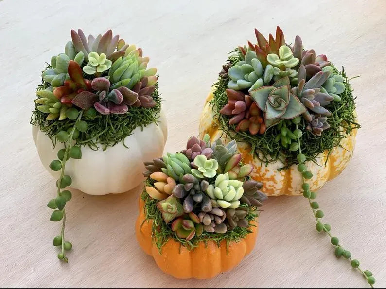 Fall in Love with Succulents