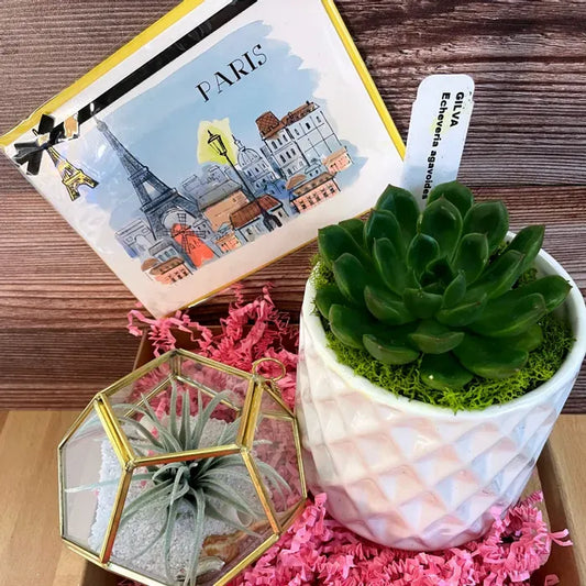 Green Dream Duo - Succlent Plant and Air Plant Duo