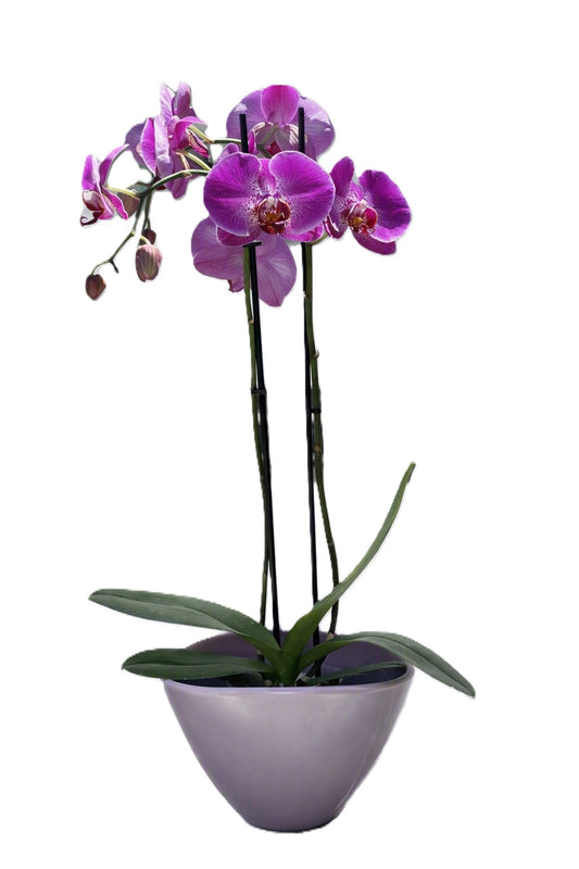 Elevate the Celebration - Birthday Orchid Gift - Summer Flowers