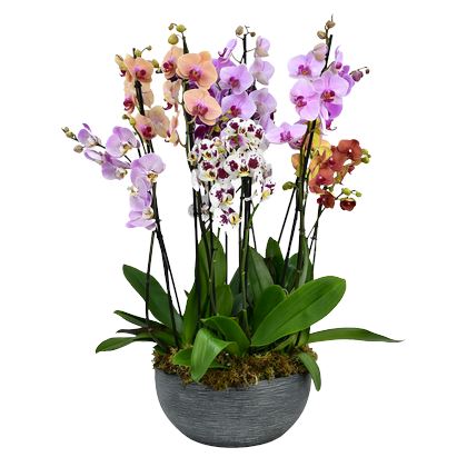 Brentwood Orchid Elegance