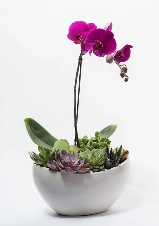 Succulent Orchid Bliss
