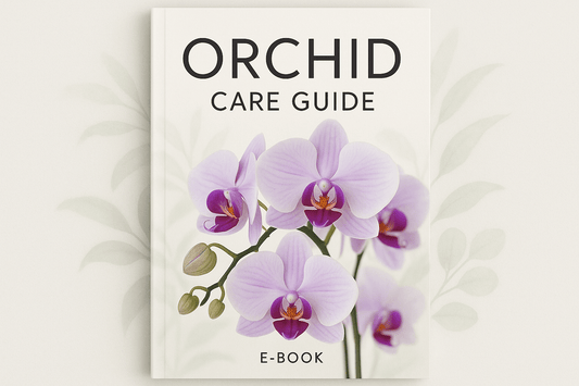 Orchids in brentwood CA 94513