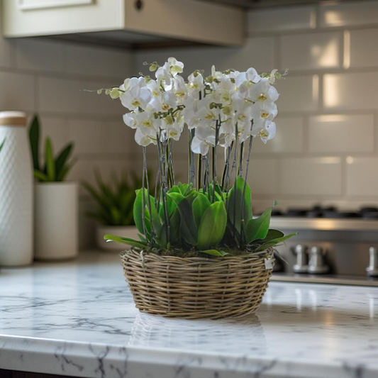 Grand Orchid Basket