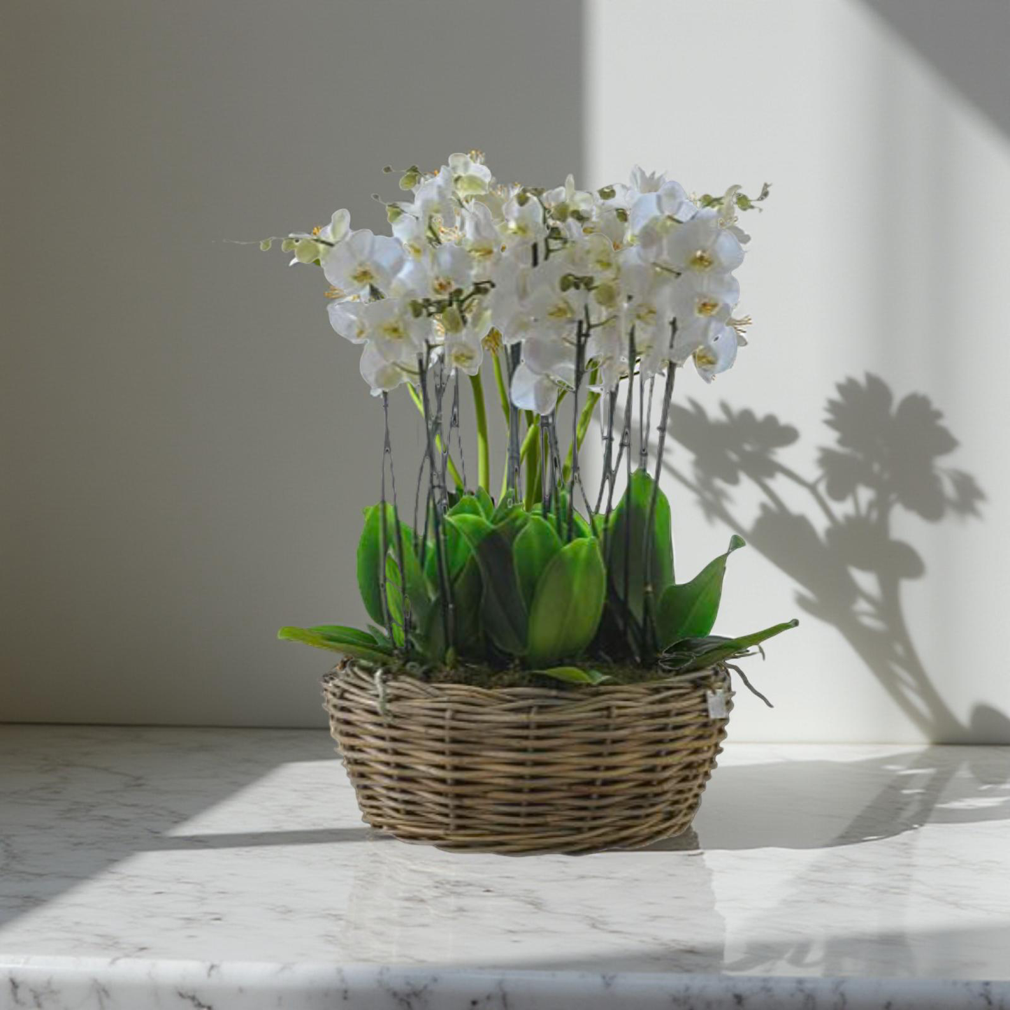 Grand Orchid Basket