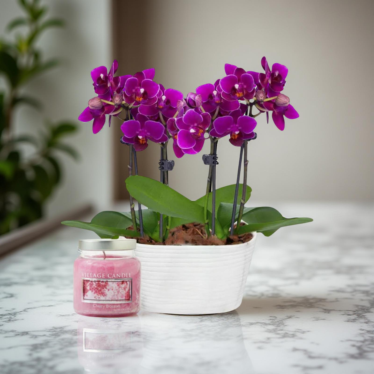 Pink orchid plant for birthday flowers delivery brentwood ca 94513