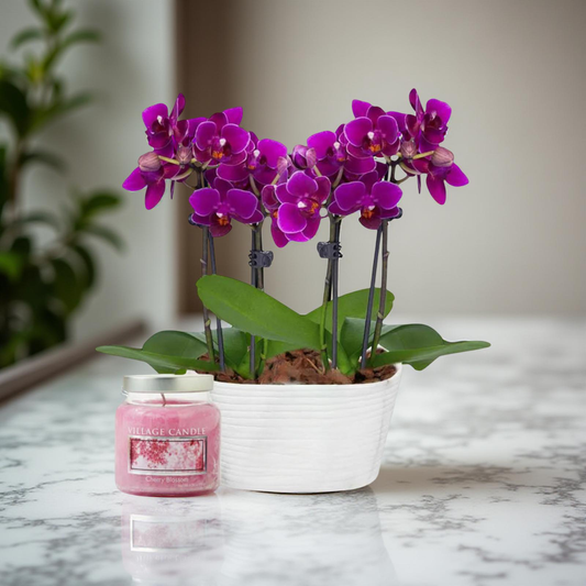 Pink orchid plant for birthday flowers delivery brentwood ca 94513