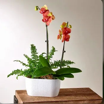 Orchid Plant Delivery Near Me