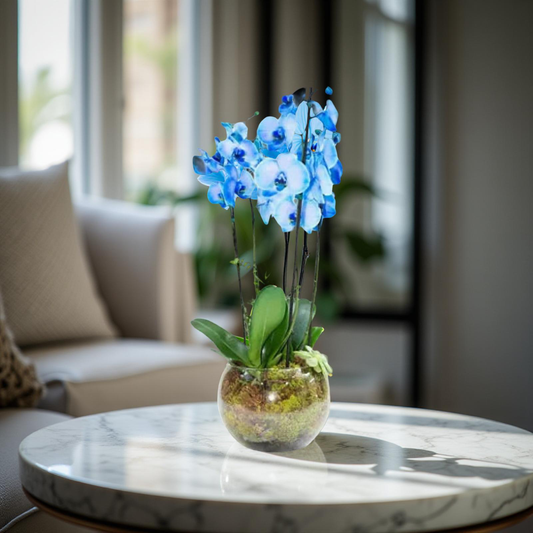 Blue Valor Orchid Plant