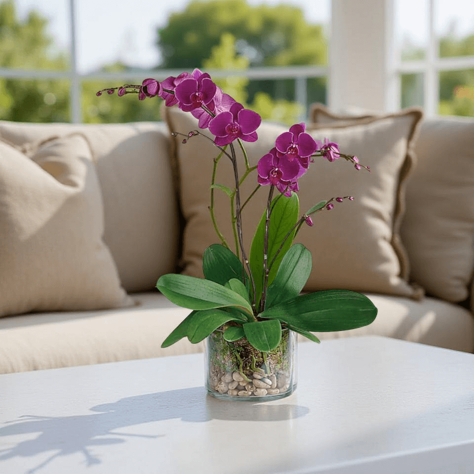 Orchids in brentwood CA 94513