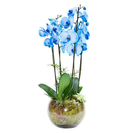 Blue Valor Orchid Plant