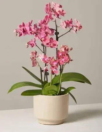 Pink Orchid Joy - Double Stem Large & Double Stem Small Orchids