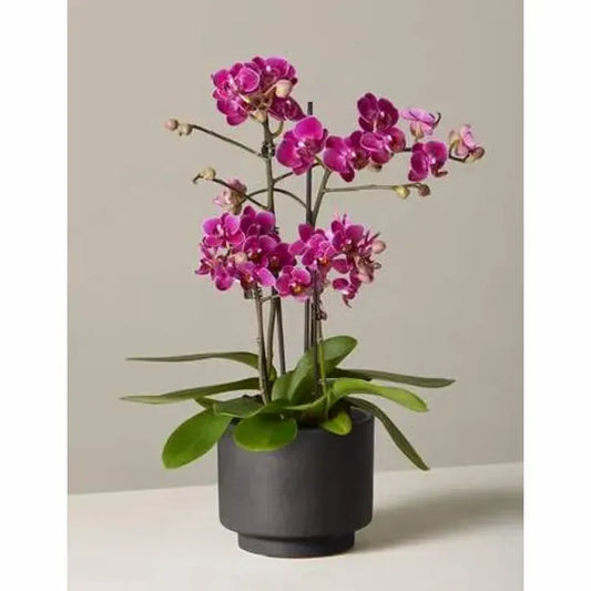 Purple Orchid Joy