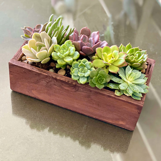 Succulent Planter