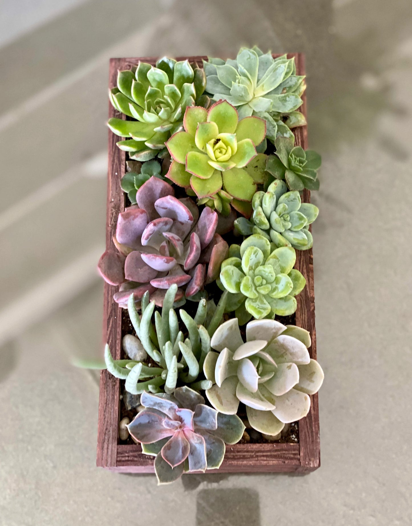 Succulent Planter
