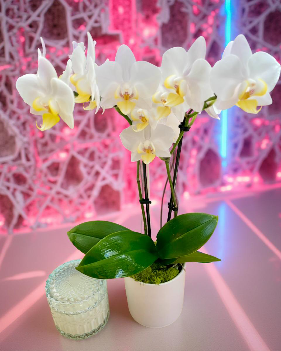 Golden Serenity Orchid & Azure Sands Candle Gift Set