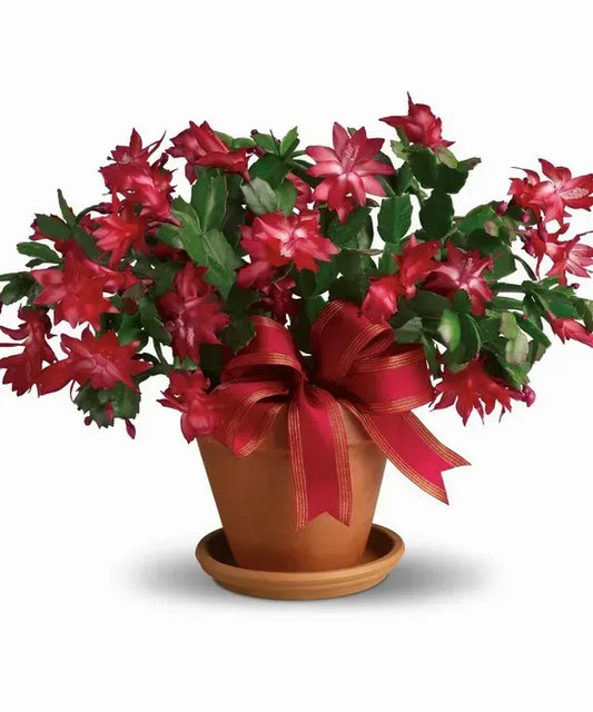 Winter Christmas Cactus