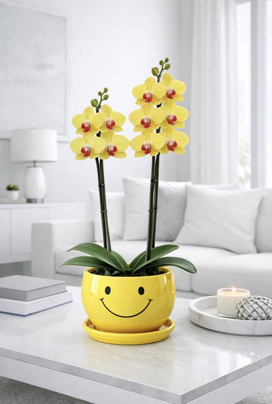 Happy Sunshine Orchid